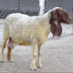 Lohi Young Female - Image 2