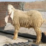 Lohi Young Female - Image 3