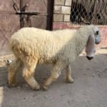 Lohi Female Sheep (Matured)