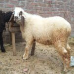 Lohi Chattra - Image 2