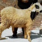 Lohi Chattra - Image 3