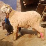 Lohi Chattra - Image 4