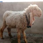 Lohi Chattra - Image 5