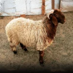 Rakni Sheep