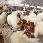 Rakni Sheep - Image 4