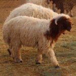 Rakni Sheep - Image 3