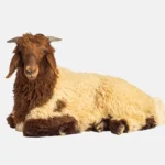Rakni Sheep - Image 2